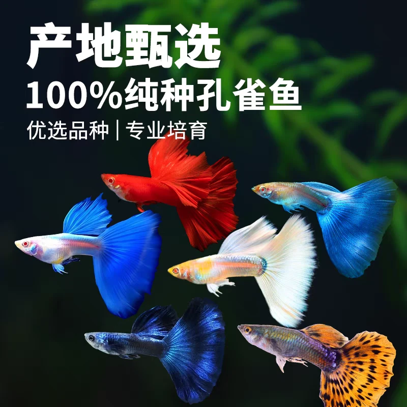 【新手套餐2】纯种孔雀鱼8条+2条备损易繁殖观赏鱼孔雀鱼淡水小型热
