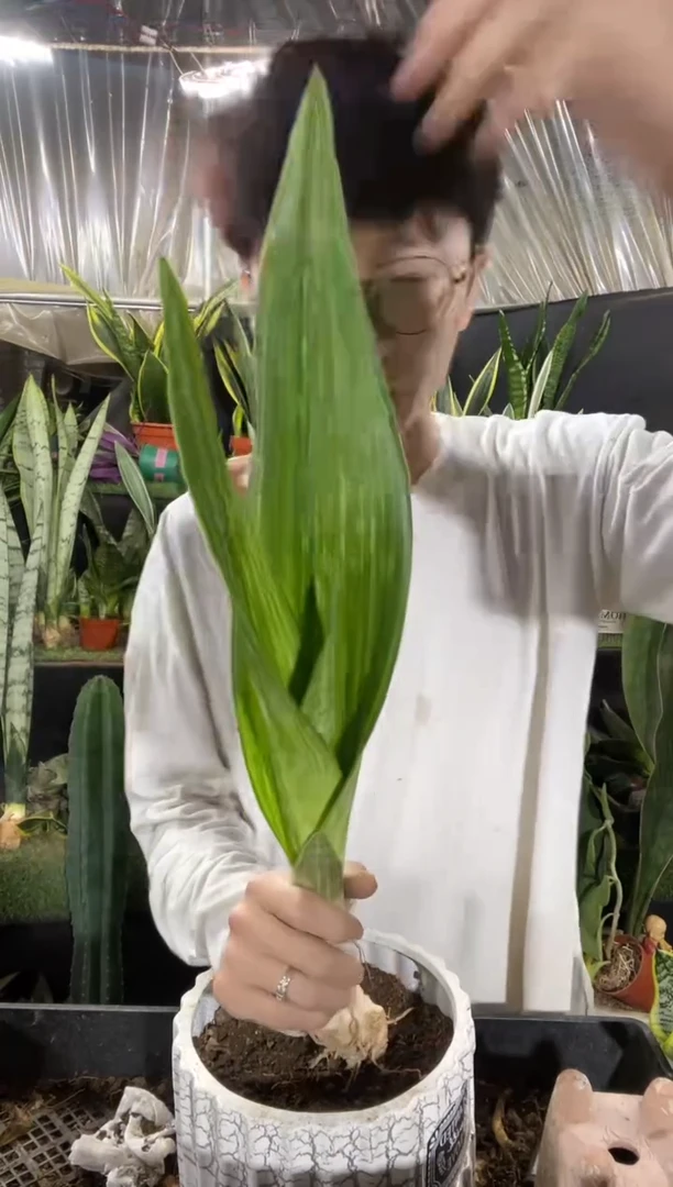 百合虎皮兰裸根15.8