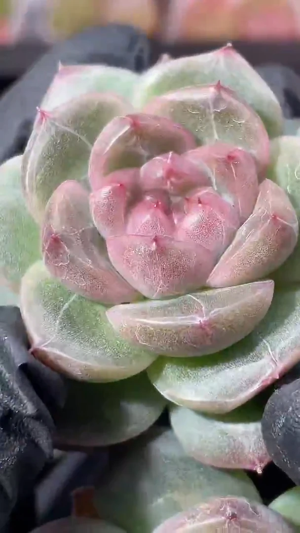 36-60 翡冷翠3-4厘米量拍发一颗