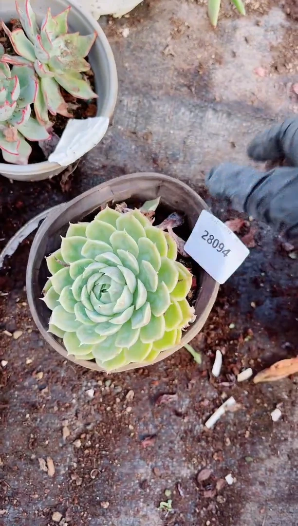 清*多肉植物一物一拍28094