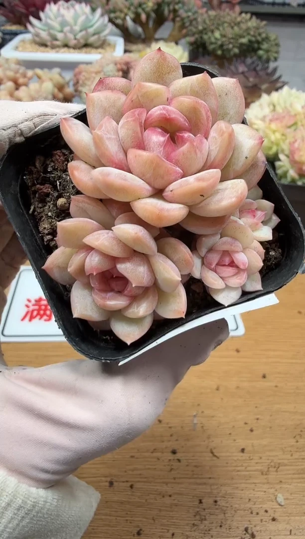 东云多肉园二店-296