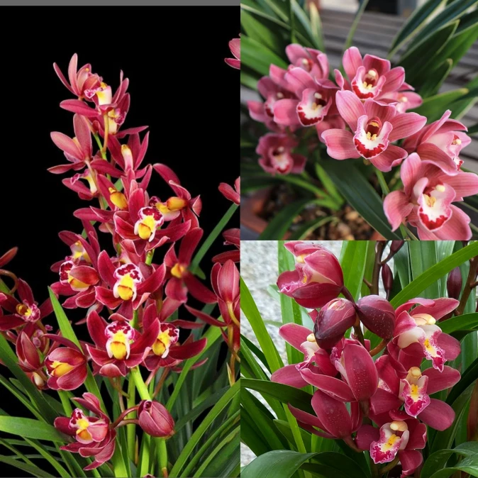 买一送一 翁源兰花红宝石红双喜大花蕙兰品种