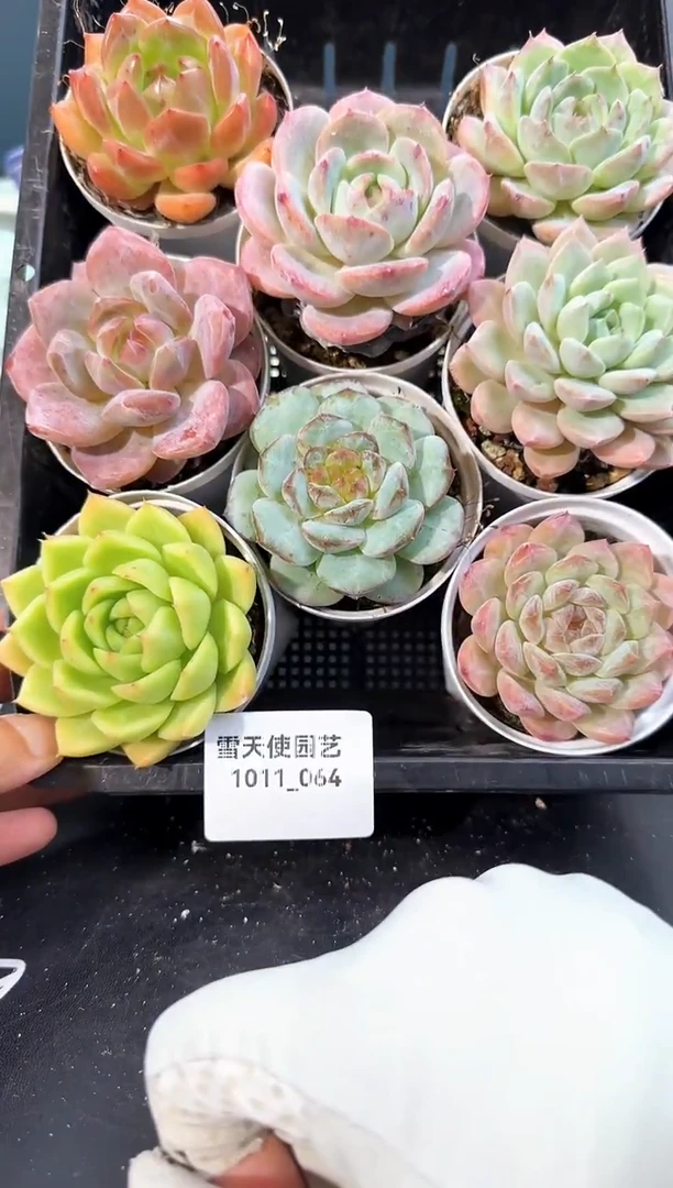 1011-   064多肉8颗