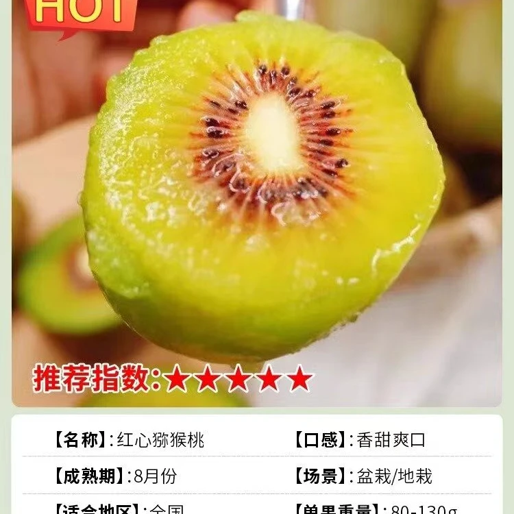 【猕猴桃树苗】盆栽地栽南北方种植嫁接猕猴桃树苗