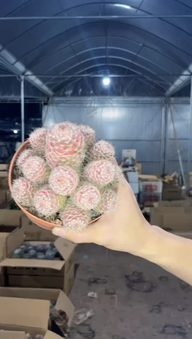 【闪购商品】大号 多头 红娜丸