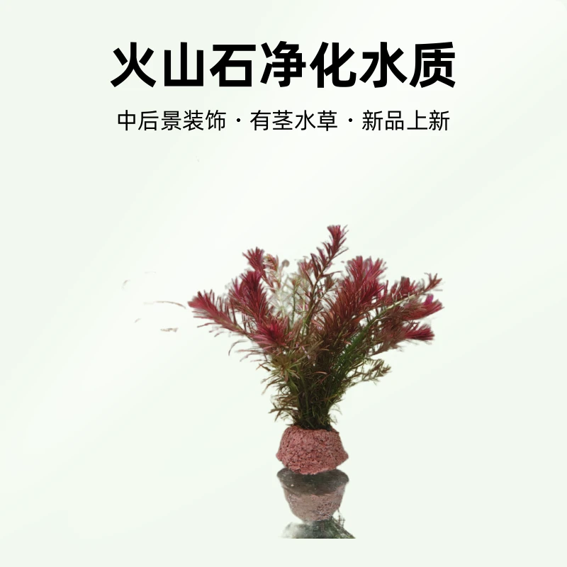 [十字牛顿]火山石净化水质水草鱼缸好养水族装饰淡水植物中后景