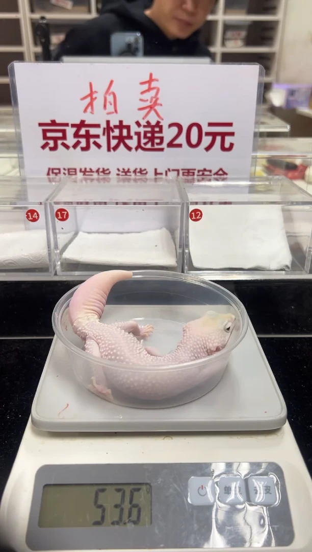 豹纹守宫55555555