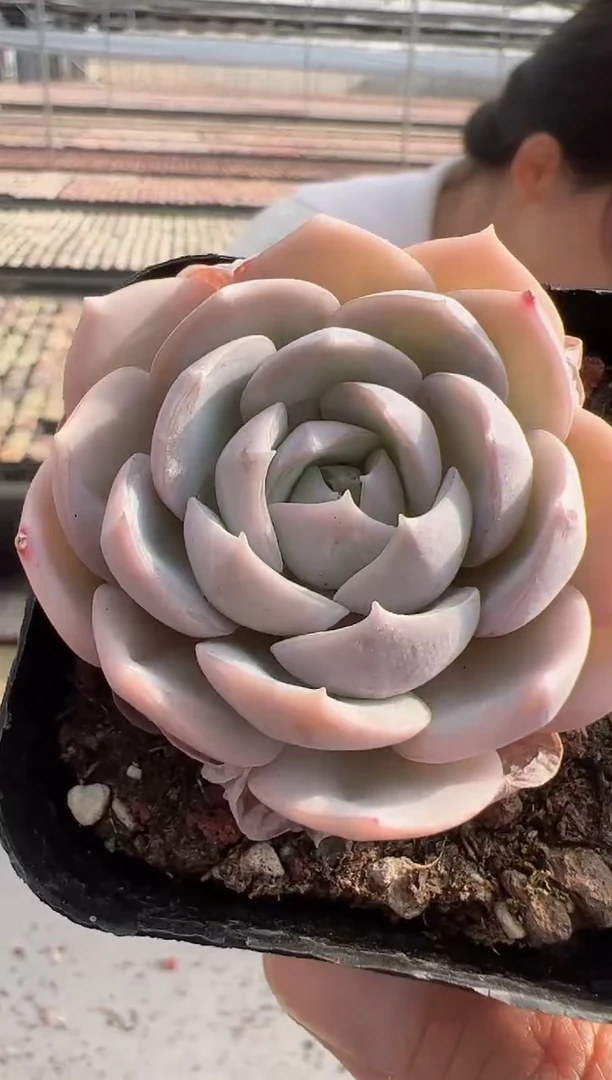 【闪购商品】蓝星-8