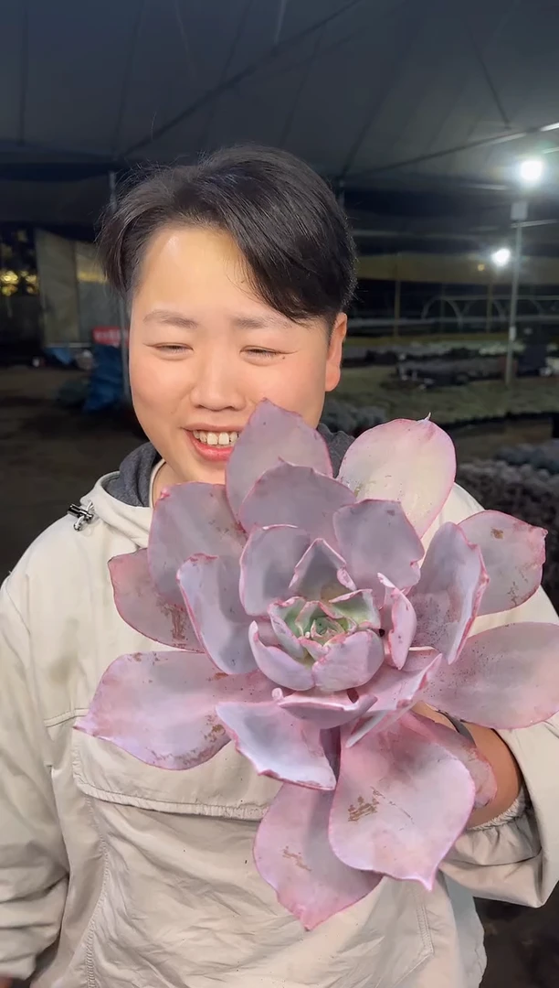 大单头晚霞叶展20CM5.99