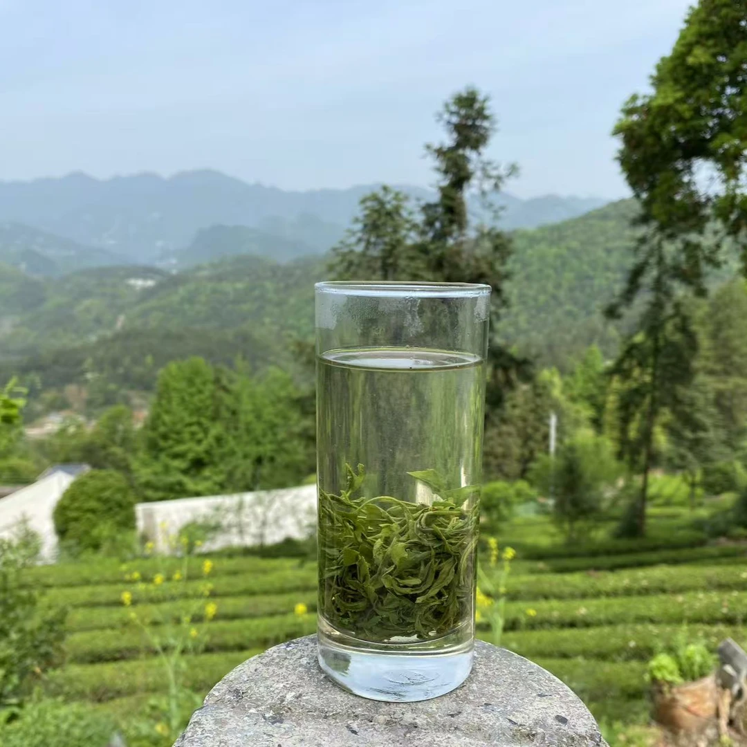 （口粮茶）2025春茶高山云雾绿茶炒青香茶浓香耐泡栗香型1号