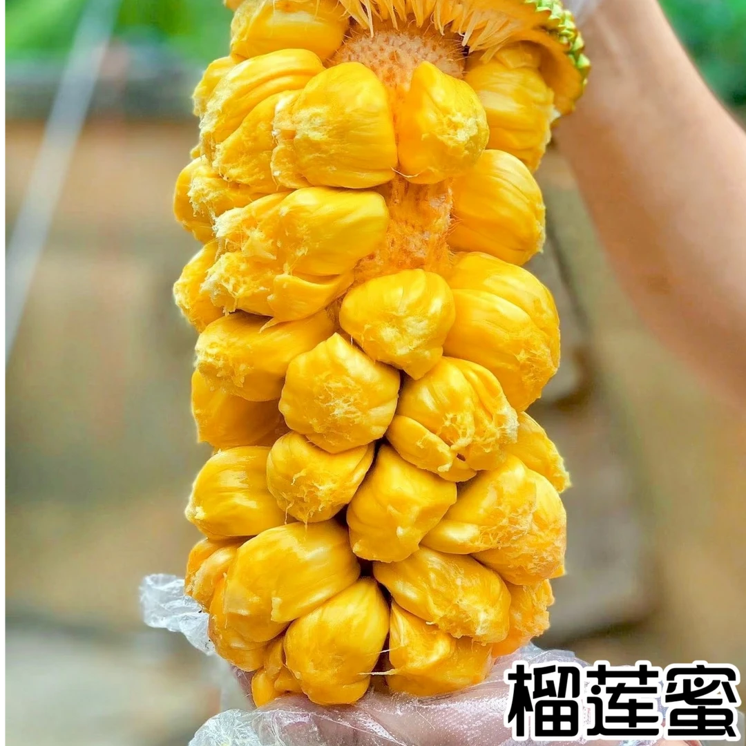 新鲜珍珠榴莲蜜小尖蜜拉糯甜巴掌榴莲迷你湿包菠萝蜜热带水果包邮