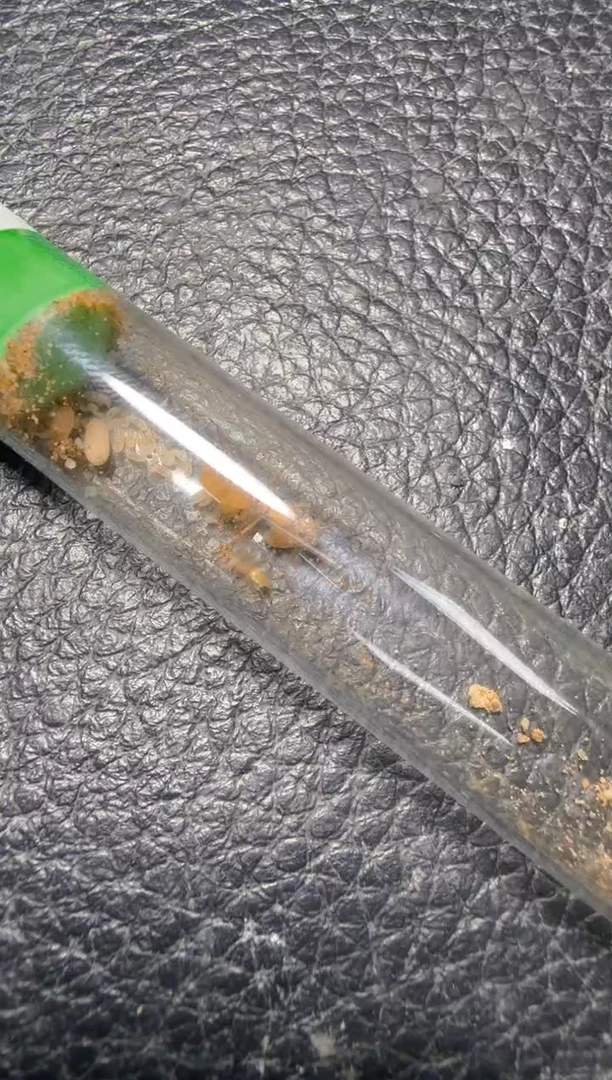 蚂蚁工坊257号纳瓦残