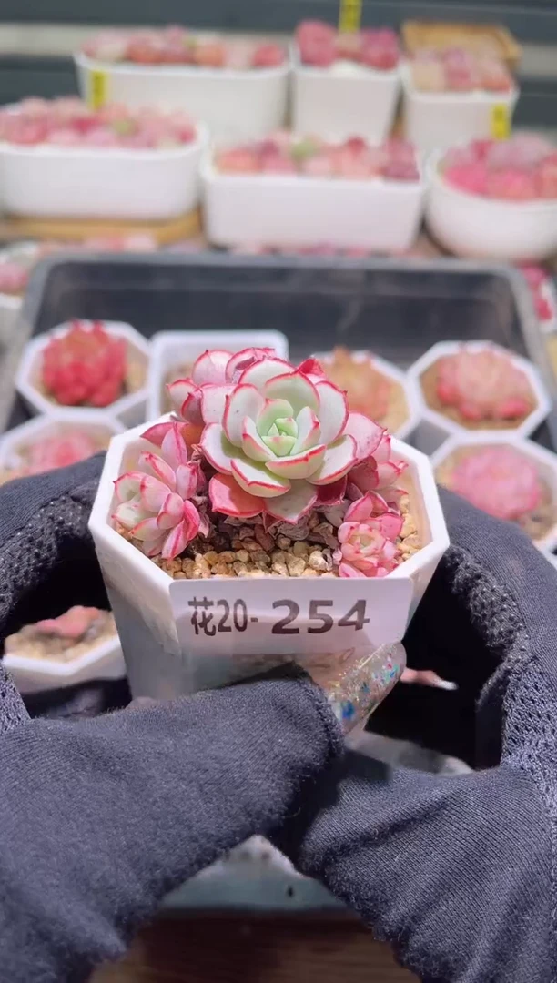 【闪购商品】20-254凌波仙子
