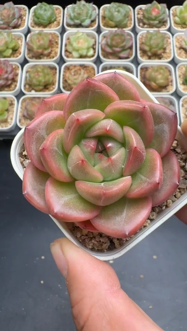 201G云禹多肉植物 脱土纸巾打包 3颗包邮