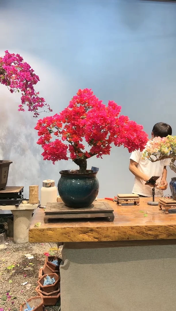 三角梅专场一物一拍76