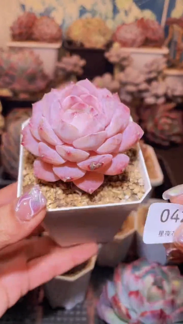 【闪购商品】042仙桃