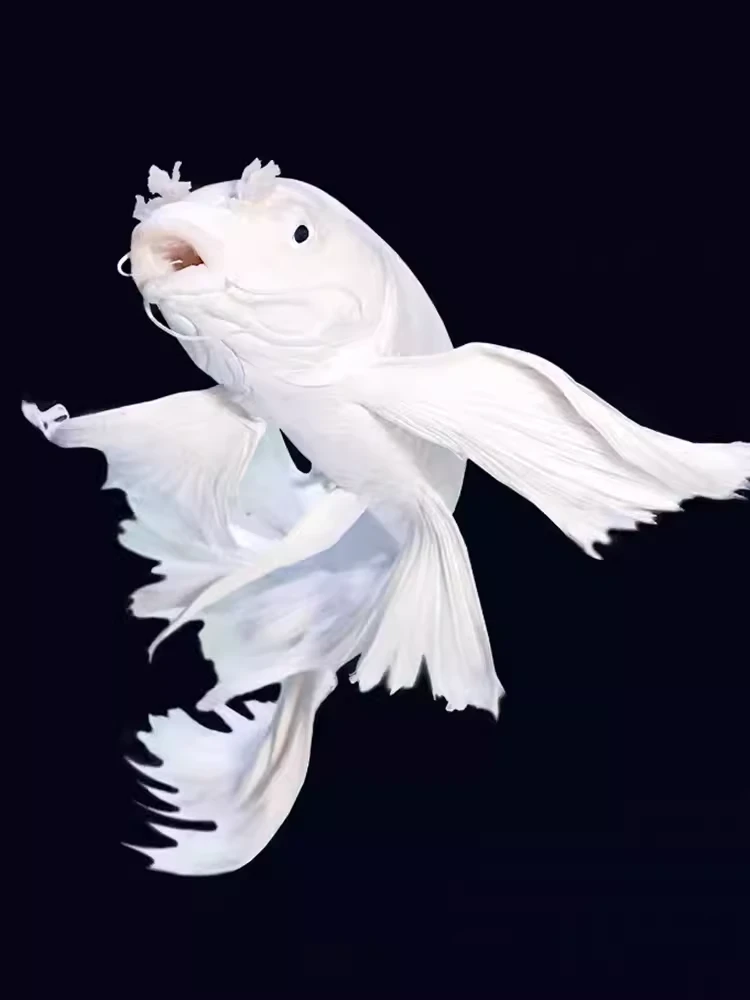 精品蝴蝶鲤直播间后台改价专用链接，注意：没有煮包改价 匆拍！！！