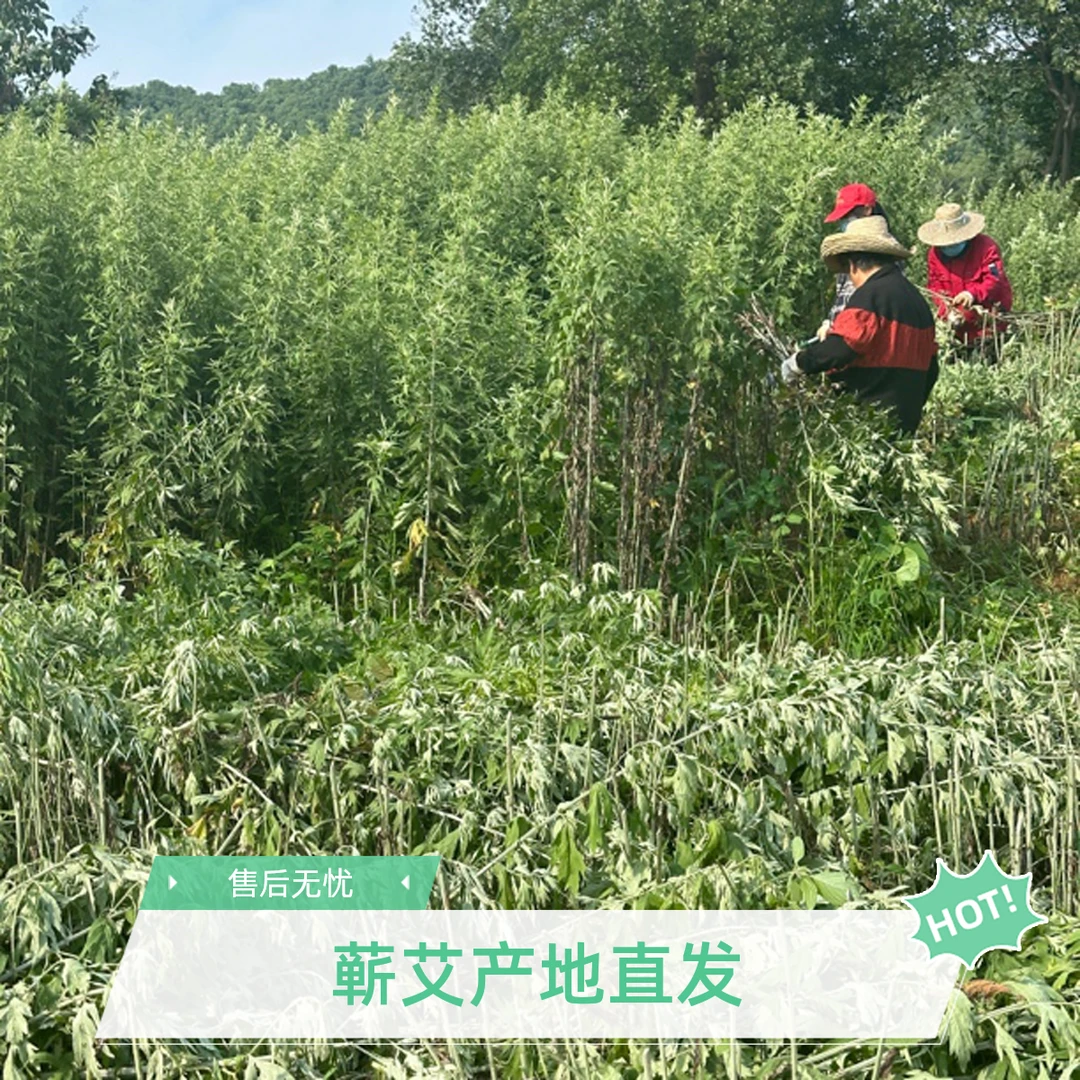 蕲州镇核心2025年正宗蕲艾叶泡澡洗头艾泡脚蕲州镇源蕲春艾草