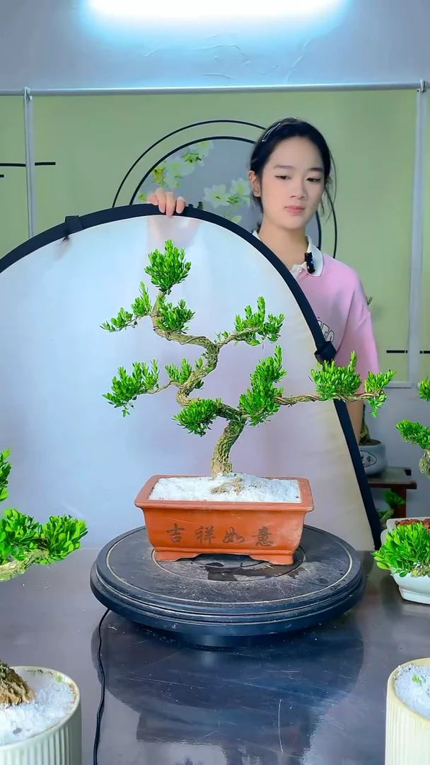 不开花植物广东雀舌皱皮黄杨盆景