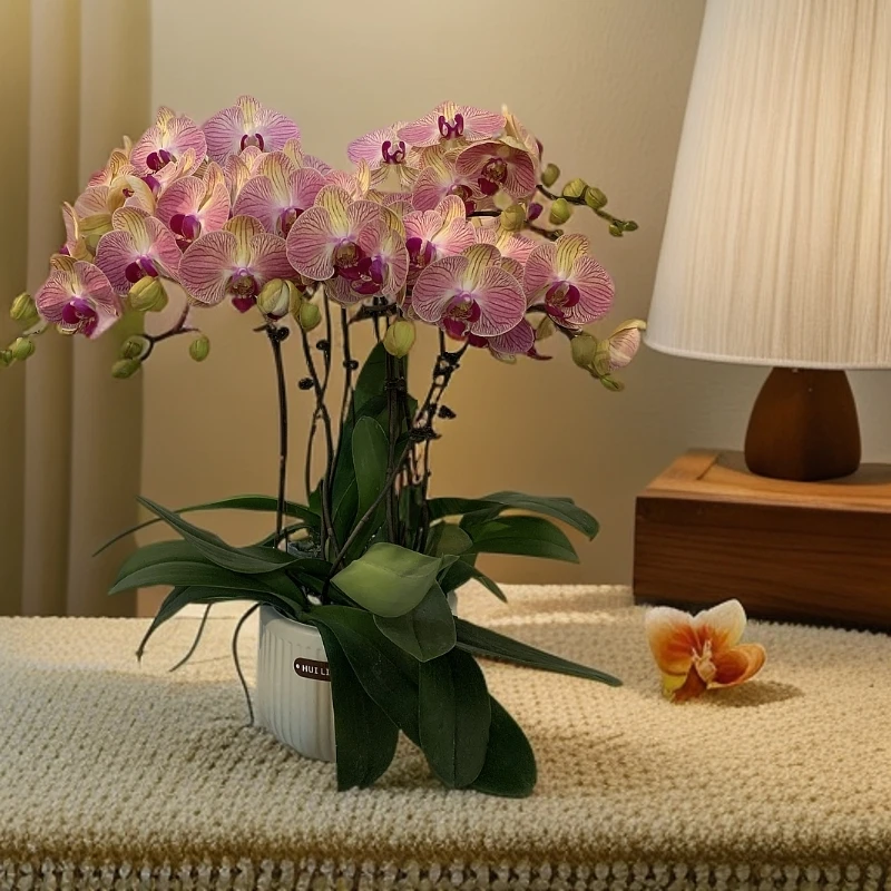 鲜花【旋律】蝴蝶兰室内种植观赏送礼带花发货