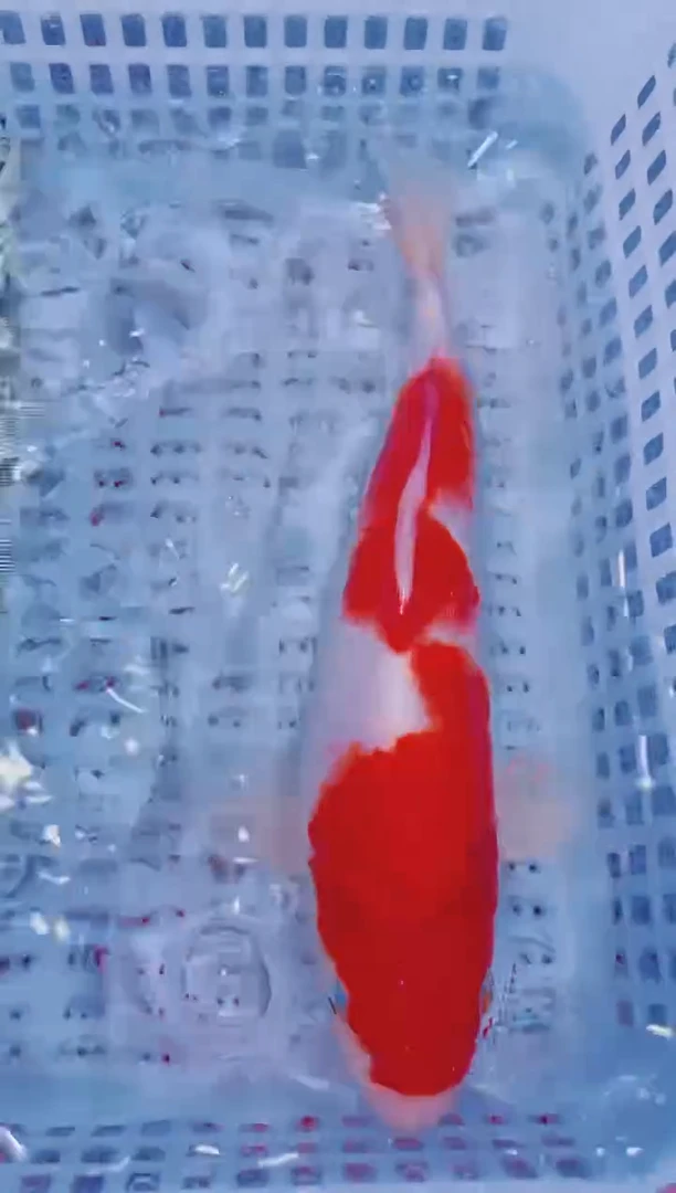 锦鲤血统锦鲤全场包邮77