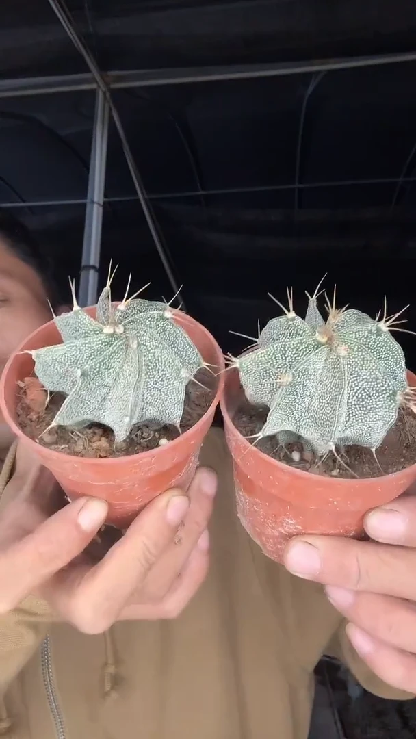 D*姐实生般诺两颗15.99