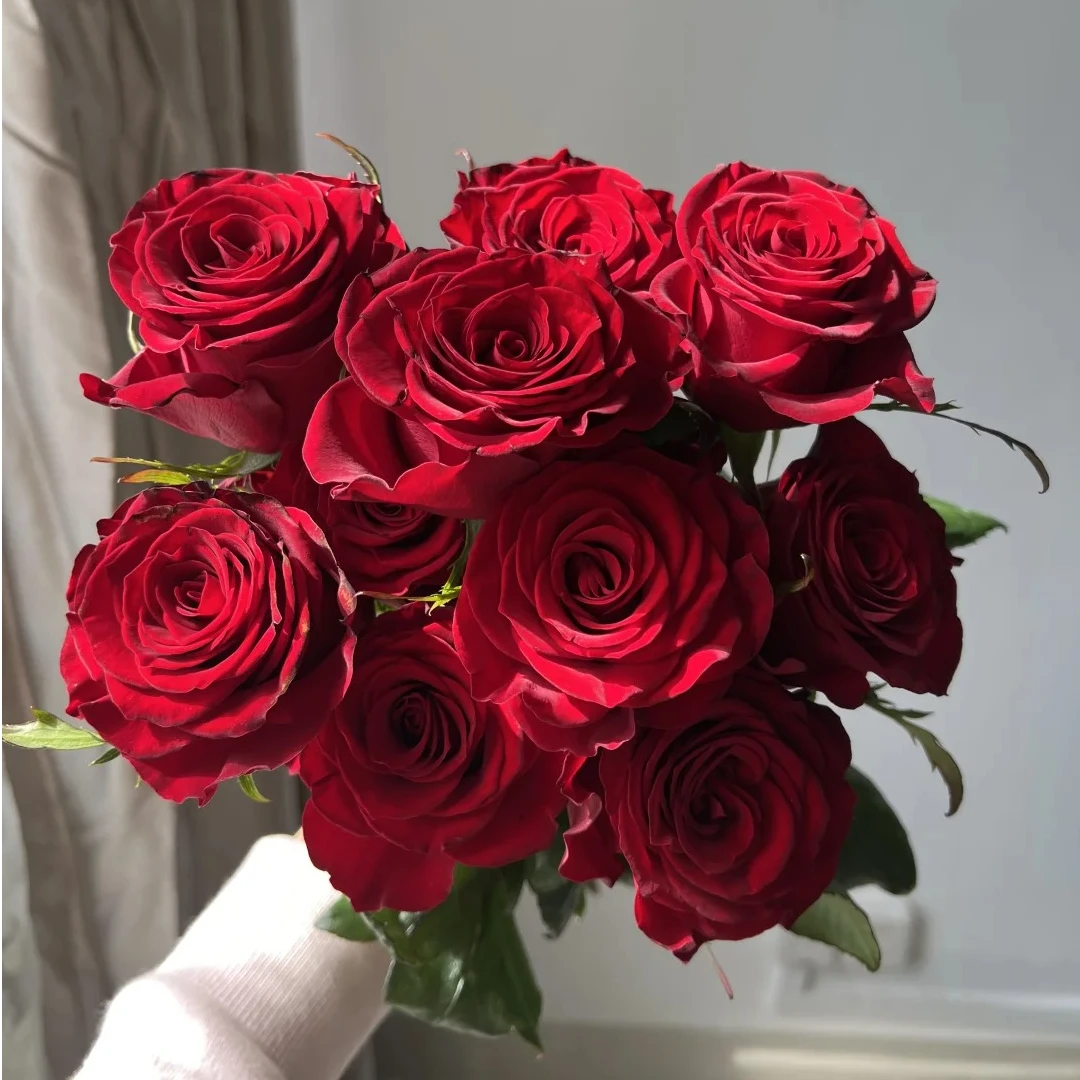 【10支高原红玫瑰】家居生活鲜花川渝地区次日达昆明基地鲜花批发包邮