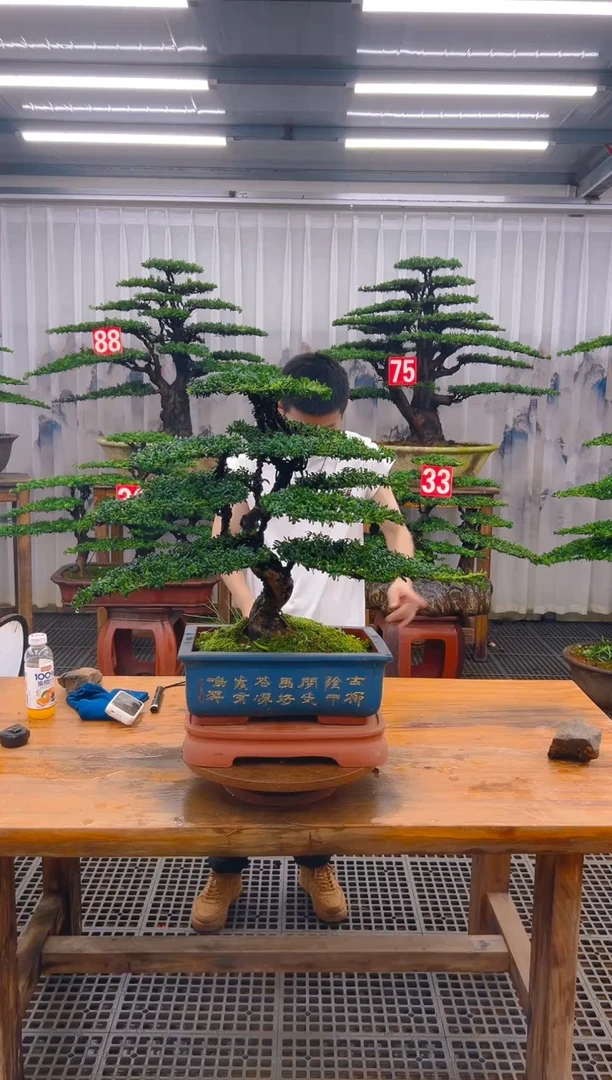 无花朵精品盆景直播间一物一拍