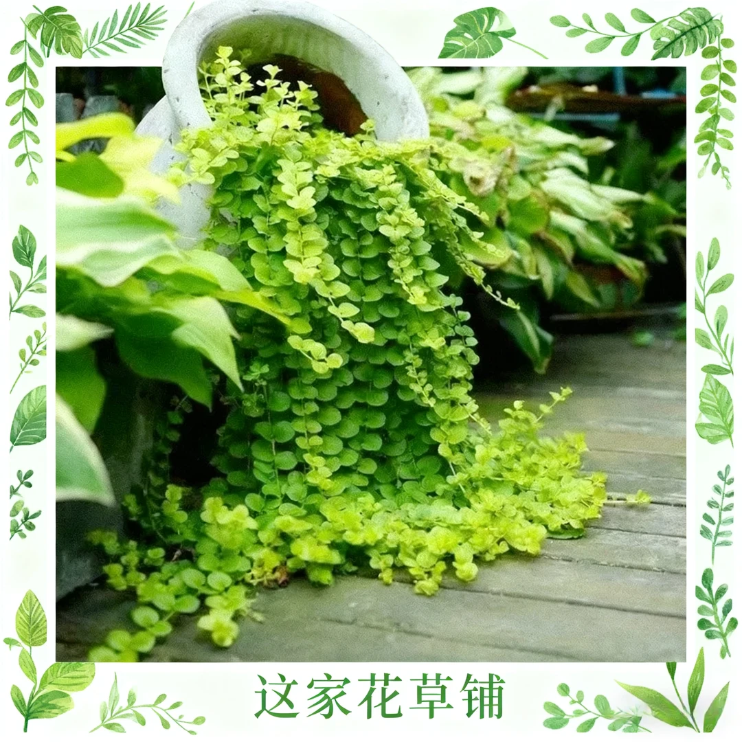 金叶过路黄（黄金钱串）直播福利 五盆包邮 拍5发6