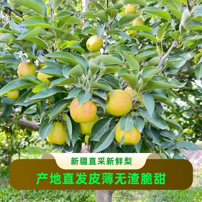 新疆库尔勒梨子苹果酥梨香梨新鲜脆甜5-8斤顺丰包邮产地新鲜梨