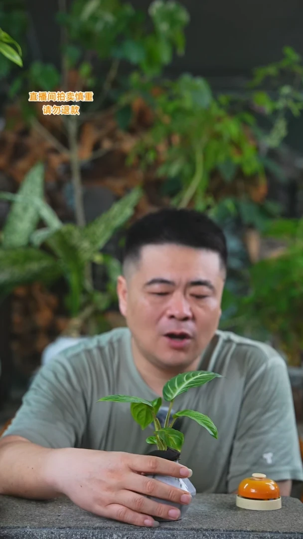 当前无花栽培后可以开花乳脉千年芋