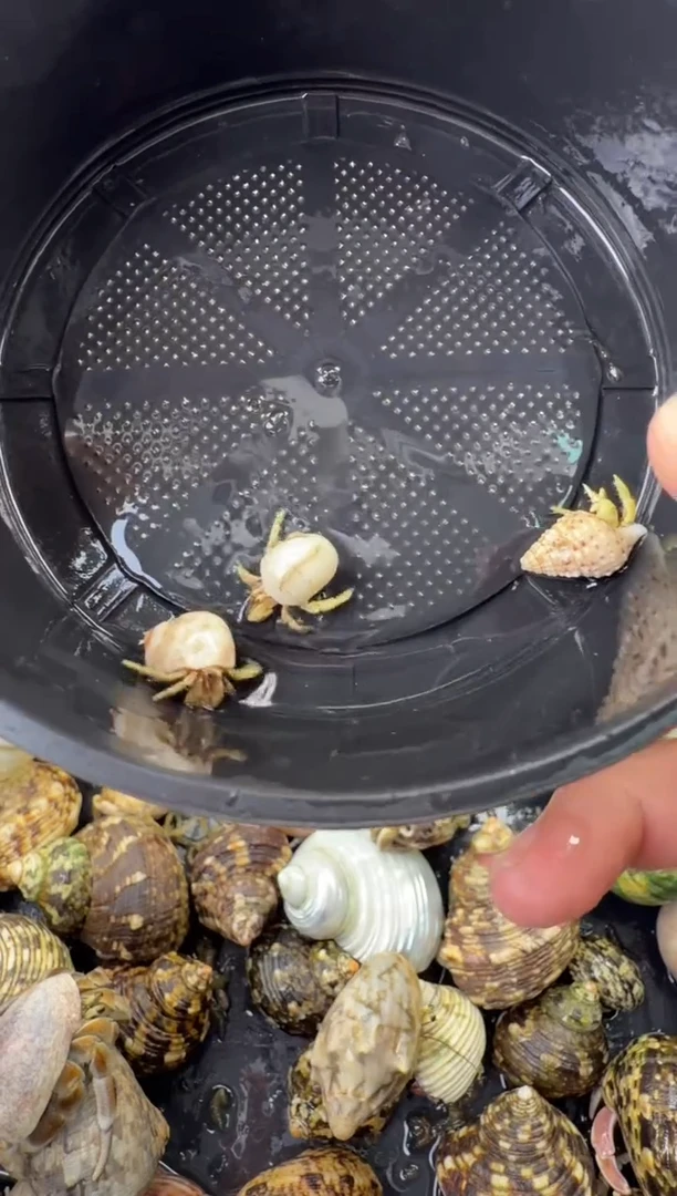 柠檬黄三只包活到手两只，不包全品