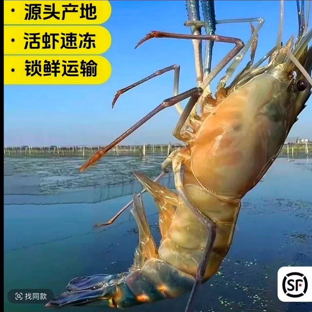 3斤大个头新鲜罗氏虾 一斤10-12只左右 顺丰冷链发货