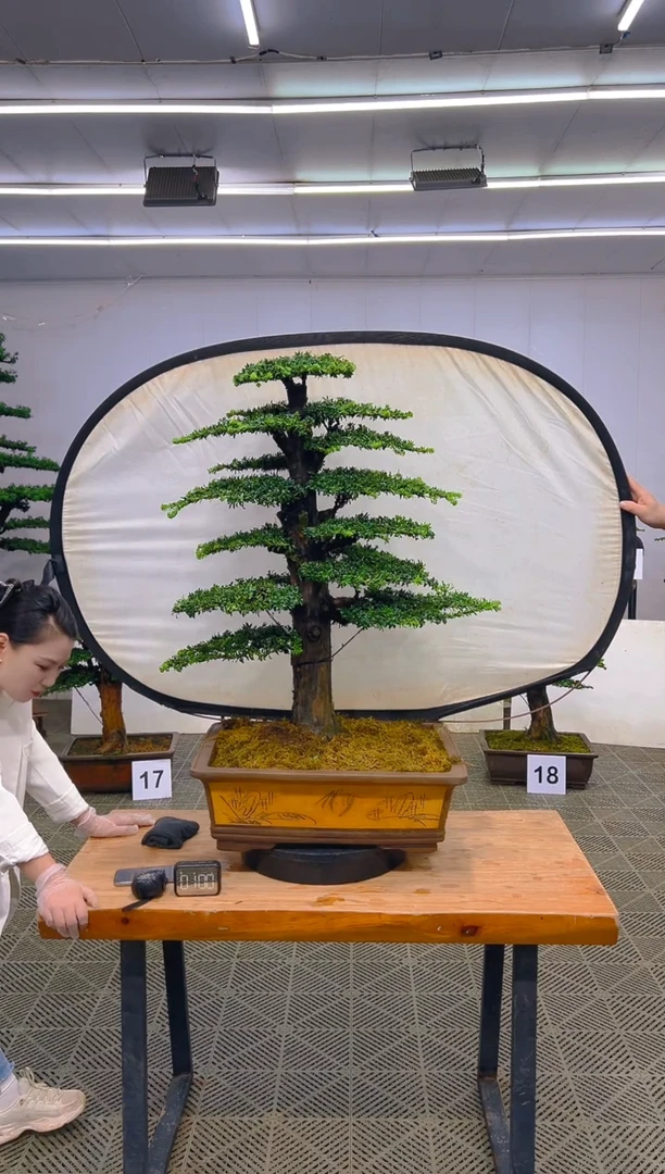 无花朵一物一拍一物一拍