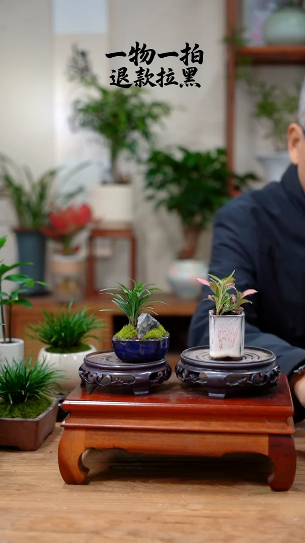 完全开放网纹草+玉龙草59