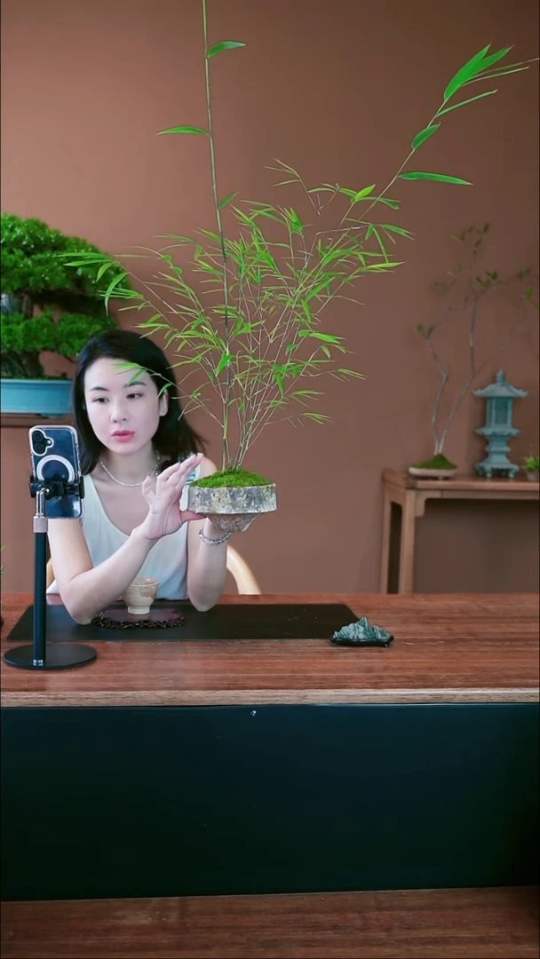 无花朵内门竹盆景盆景盆景