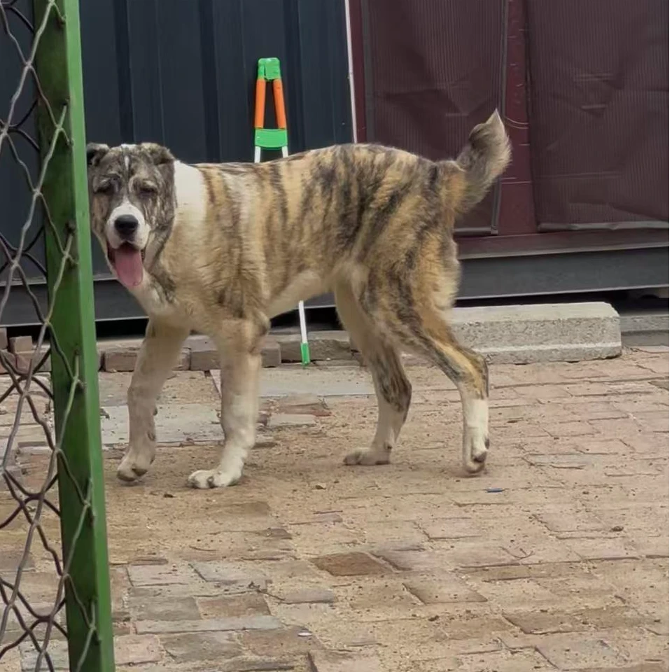 （长贸中亚牧羊犬繁殖基地）狗狗活体