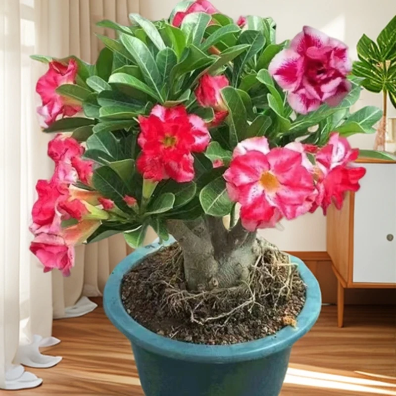 沙漠玫瑰花原生一物一拍