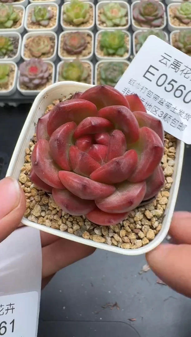 560E云禹多肉植物 带盆土纸巾打包 3颗包邮