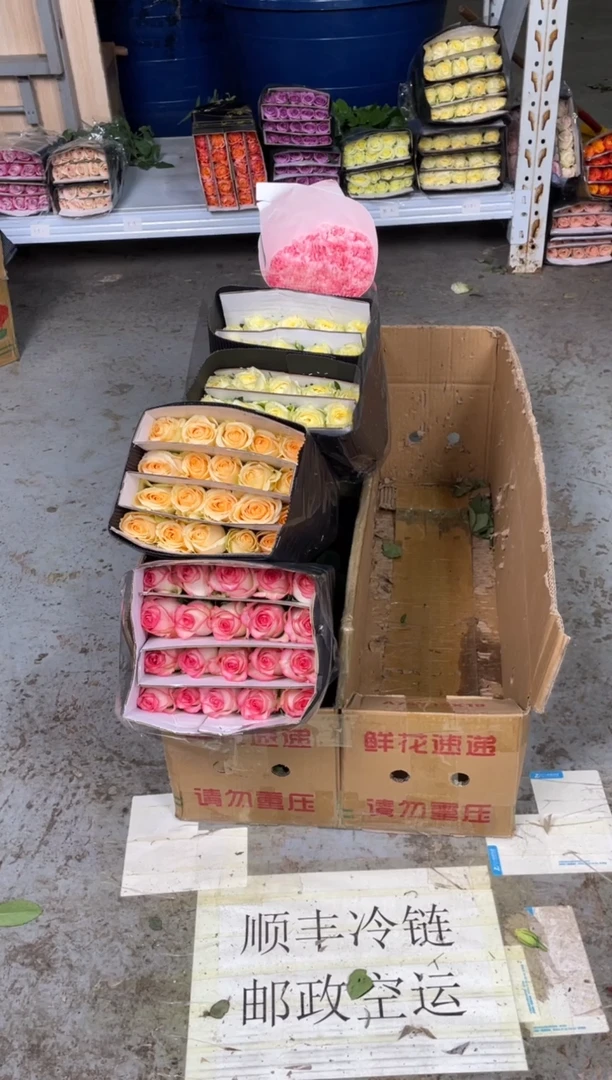 爱莎20枝+香槟20枝+奶油杯20枝+粉康20枝