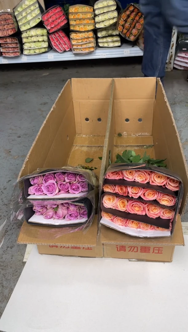 猪小姐20枝+紫霞20枝