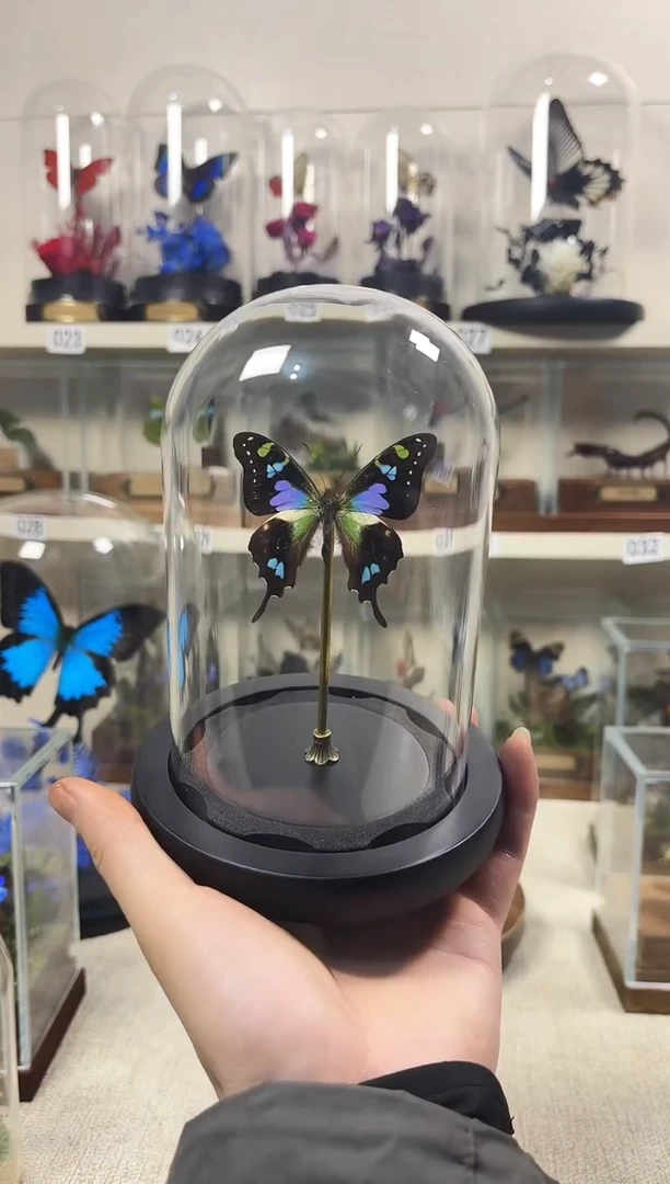 真实的大自然蝴蝶标本