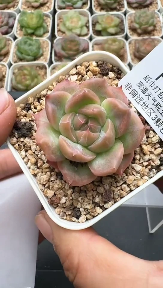 556F云禹多肉植物 默认脱土纸巾打包 3颗包邮
