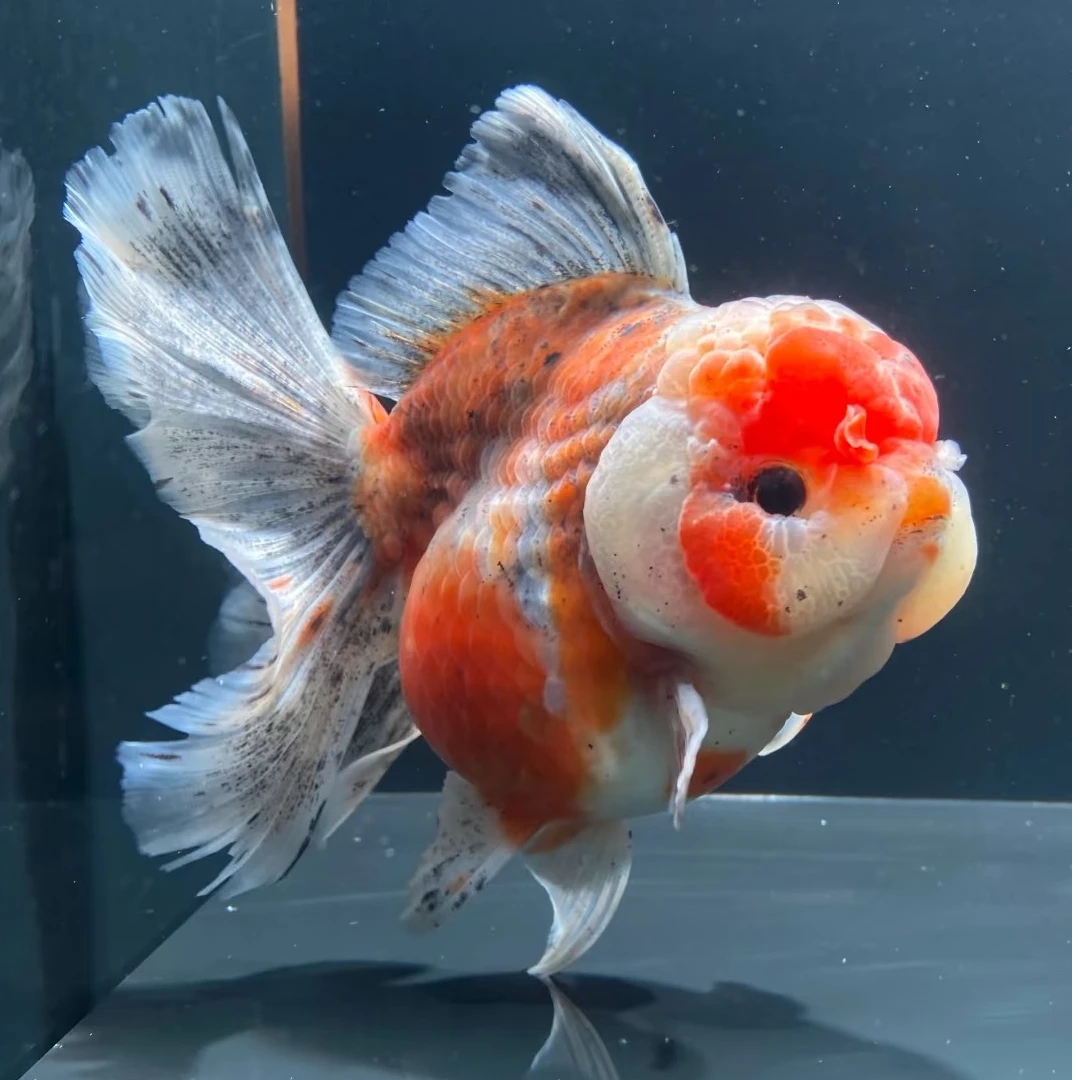 超萌泰狮金鱼活体冷水观赏鱼好养耐活招财