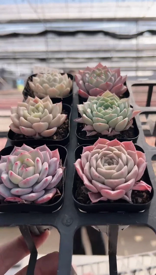 【闪购商品】福利款多肉-136