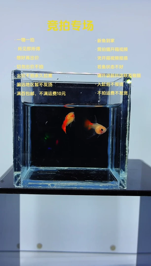 孔雀鱼琉璃C一对-18
