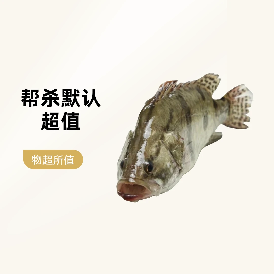 鲜活桂花鱼 鳜鱼 桂鱼约450g-600g  默认帮杀