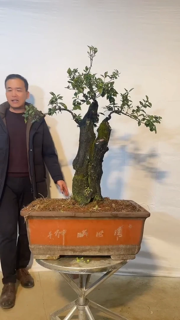 以实际为准金弹子 盆栽 盆景 一物一拍