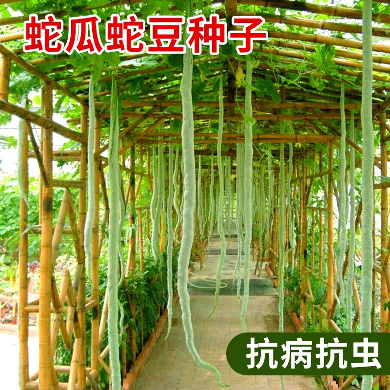 【蛇豆种子蛇瓜种子】耐热耐寒秋播特大蛇瓜种子阳台盆栽小院种植