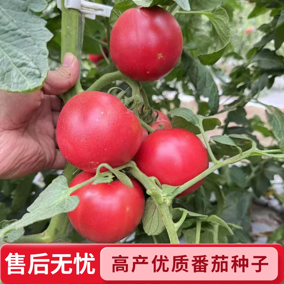 【开业福利666单】5斤净重四川峨眉山本地粉果西红柿露天现摘现发生吃水果西红柿四川省